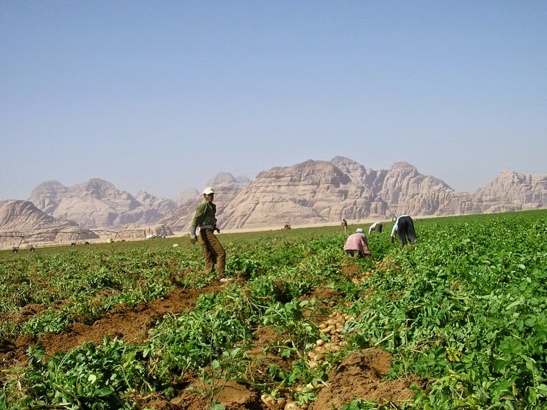 wadi-rum-farming-2