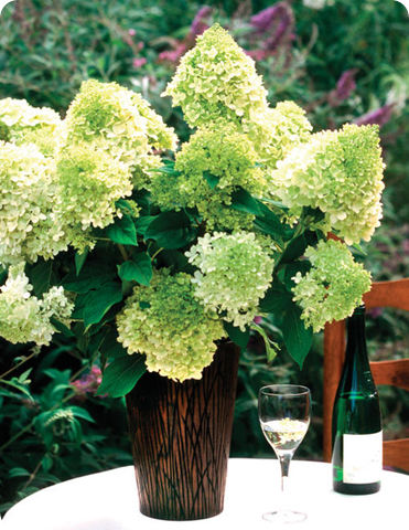 limelight hydrangea