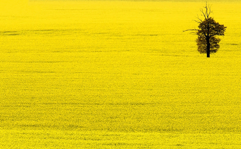 yellow_031.jpg