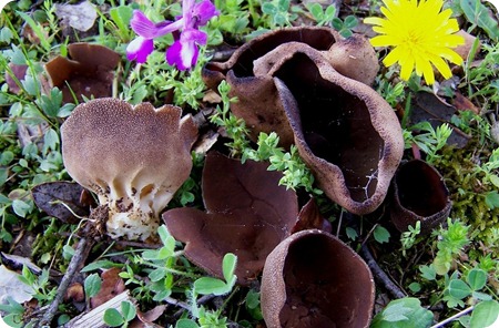 Acetabula leucomelas 1 Acetabula leucomelas 1