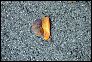 10b - Tree Walk - Mahogany Seed