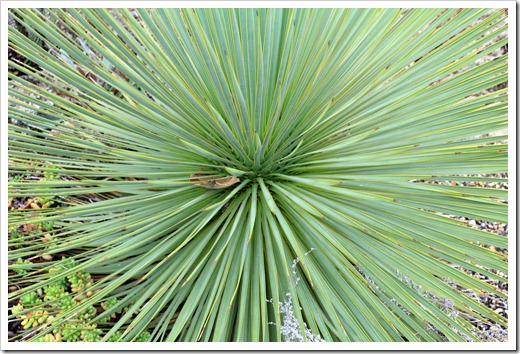 121228_UCBotGarden_Yucca-thompsoniana_02