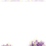 iris.jpg