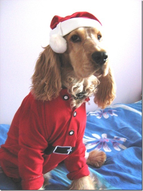 perro gorritos navidad (4)