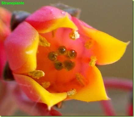 Echeveria purpusorum fiore