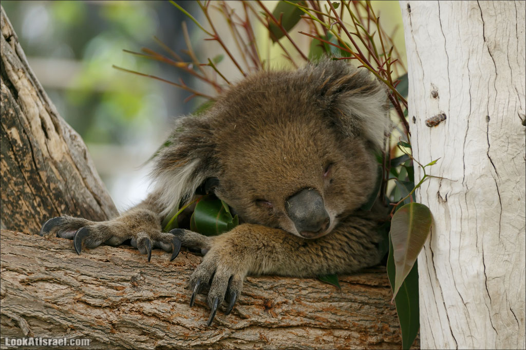Ган Гуру - парк с кенгуру и другими австралийскими животными | Gan Guru | גן גורו | LookAtIsrael.com - Фото путешествия по Израилю