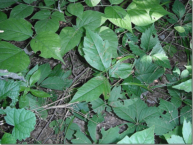 Poison Ivy identification