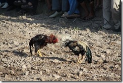 Cock fight