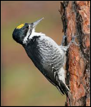 black backed woodpecker