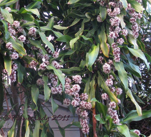 12-05-dracena-fragrans2