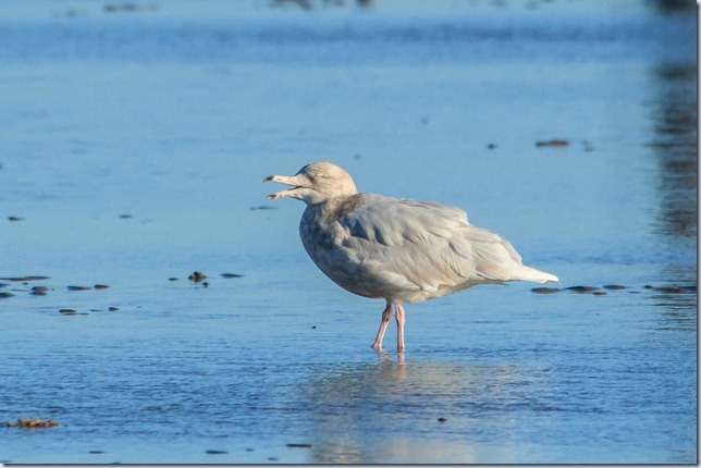 Dungeness_Glauc-2