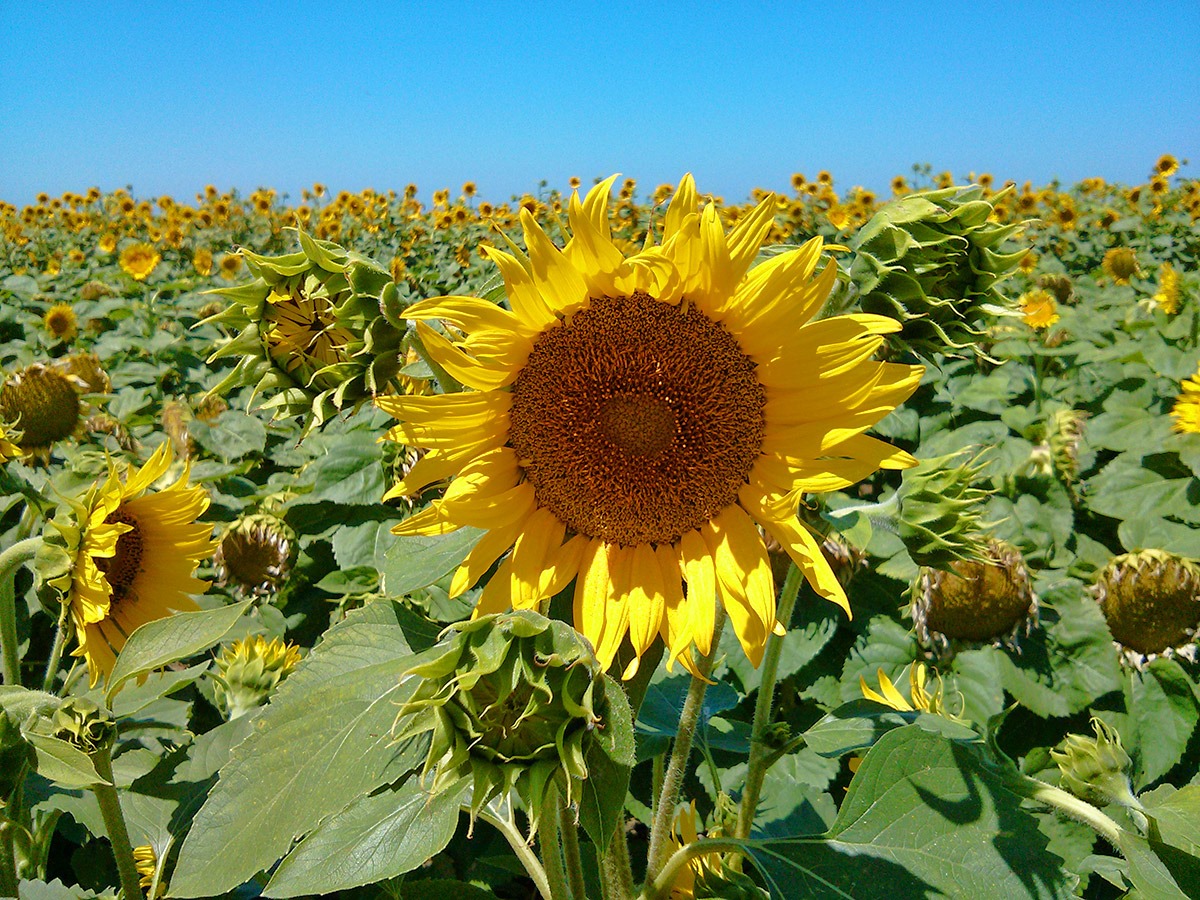 [130706_CR102_sunflowers_06%255B3%255D.jpg]