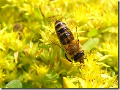 včely na květech 001