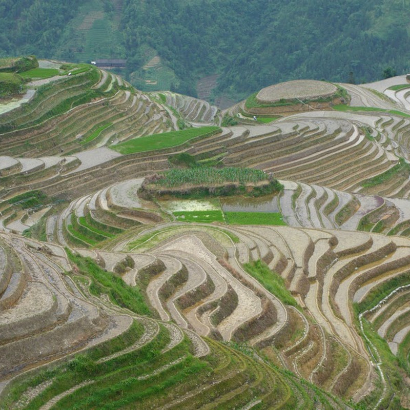 Beautiful Pictures of Rice Terraces | Amusing Planet