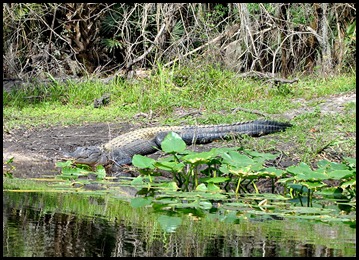 03 - Kayak Trip - Animal - Alligator 4