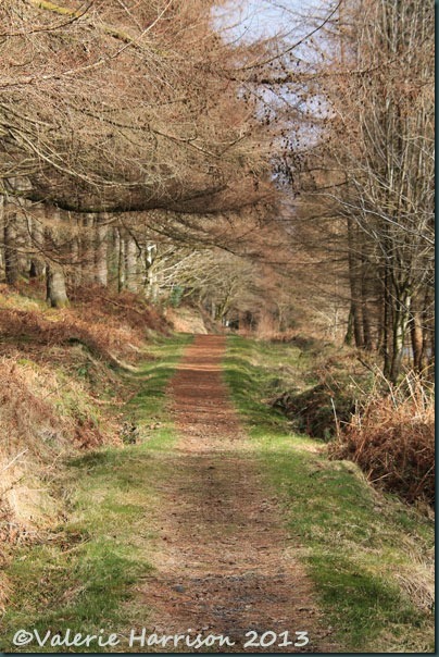 39-woodland-path