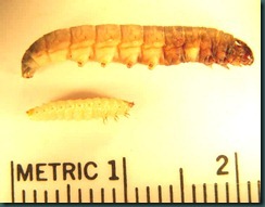 compare larvae