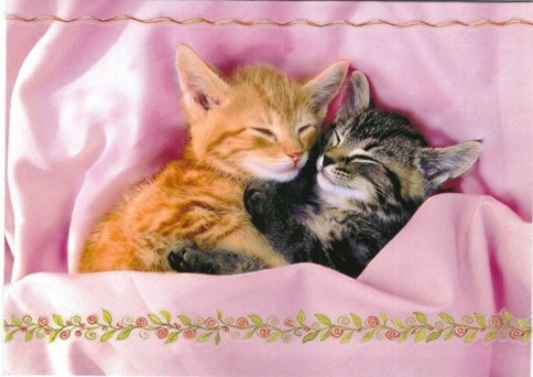 Cute-Kittens-kittens-13247987-800-566