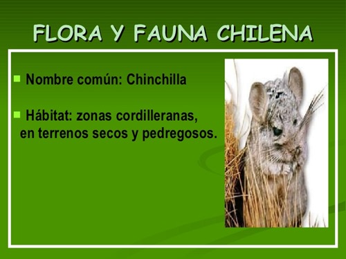 flora y fauna chilena (8)