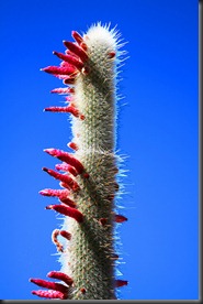 silver torch cactus