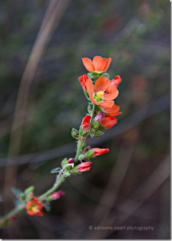 Copper Mallow Cowboy's Delight red wildflower photo by Adrienne Zwart