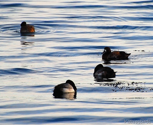 4. greater scaup-kab