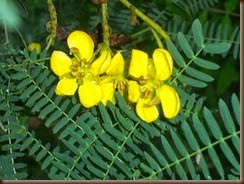 Senna siamea (Lam.) Irwin & Barneby Fabaceae Caesalpinioideae: Siamese cassia, ขี้เหล็กไทย, ขี้เหล็กหลวง