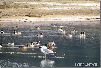 Lots of Pintails