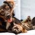 Funny Videos , Best Animal Videos February 2014 - Funny Cats, Dogs, Animals Videos
