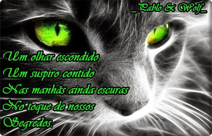 GATO.jpg