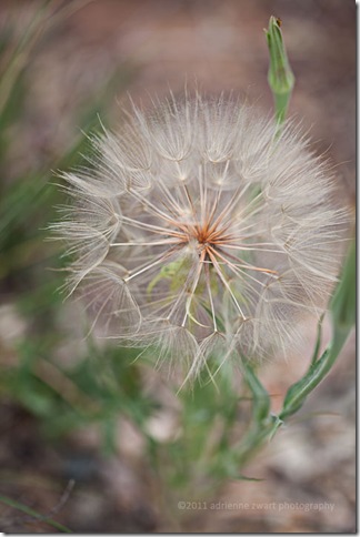 Salsify Flower Seedhead giant seed puff - photo by Adrienne Zwart