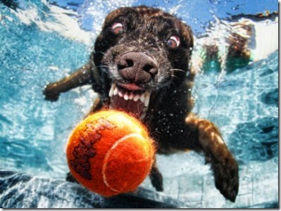dogs-under-water_001