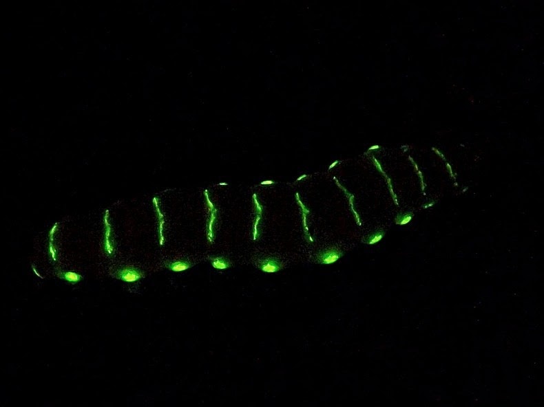 glowworm-beetle-5