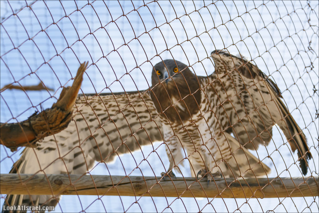 LookAtIsrael.com - Заповедник библейских животных Хай Бар | Hai Bar reserve | חי בר