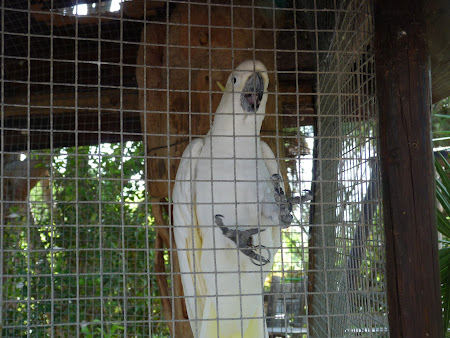 12. papagal alb.JPG