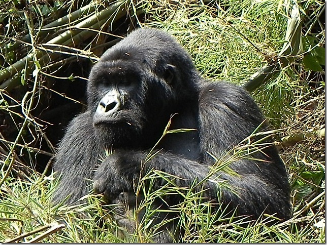 Rwanda_Gorillas (4)