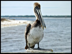 Nature - Pelican on Fishing Pier
