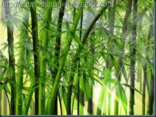 As Lições do bambú