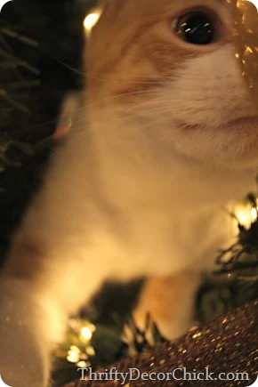 cat in Christmas tree