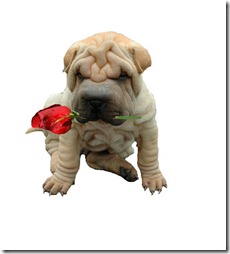 perro flor