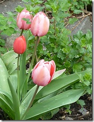 heather's tulips