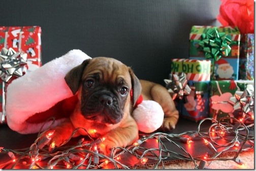 perro gorritos navidad (2)