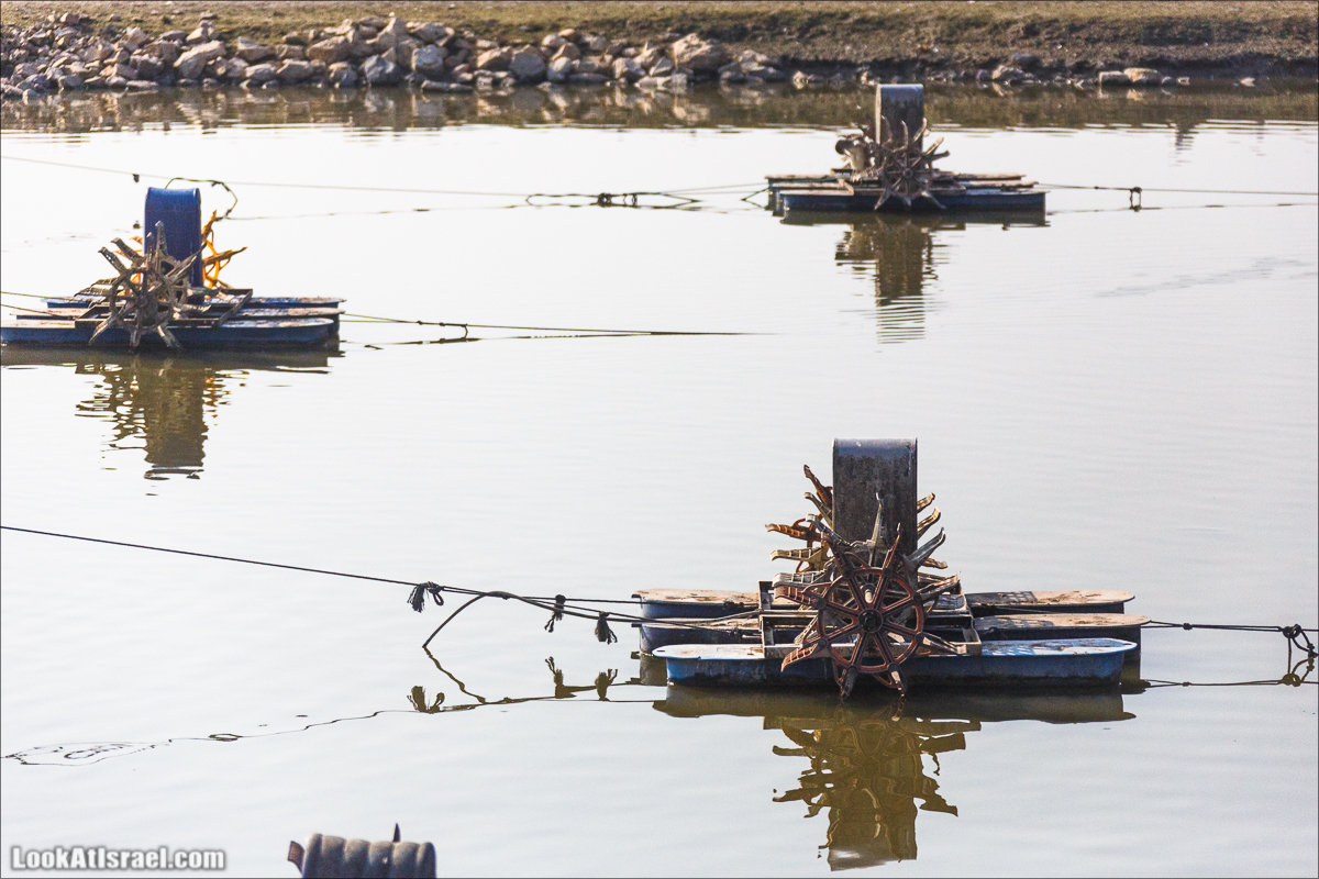 LookAtIsrael.com - Киббуц Кфар Рупин | Kibbutz Kfar Rupin | קיבוץ כפר רופין