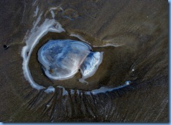 7145 Texas, South Padre Island - Beach access #3 - Jellyfish