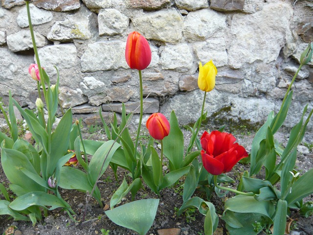 [tulips4%255B3%255D.jpg]