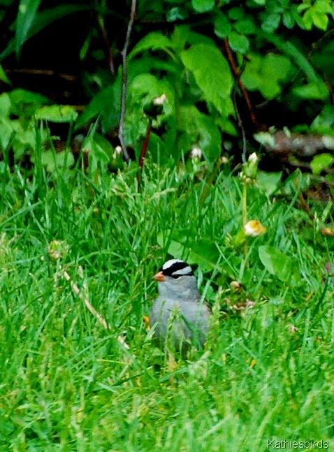13. white-crowned sparrow-kab