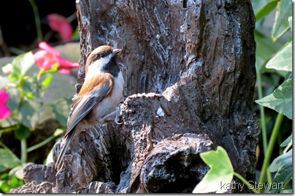 Chestnut-backed Chickadee