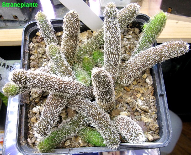 [Stapelianthus-pilosus-2010-04-112.jpg]