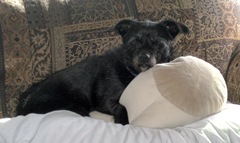 Kozmo with pillow 2