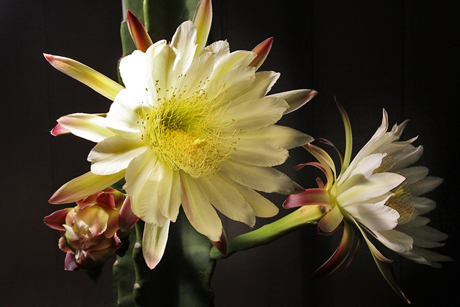 [110816_Cereus-hildmannianus-subsp-hildmannianus-3-flowers_36%255B2%255D.jpg]